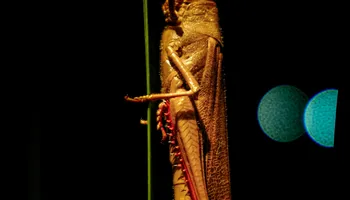 General Pest Control for Arvo Pest Control in Sandy, UT