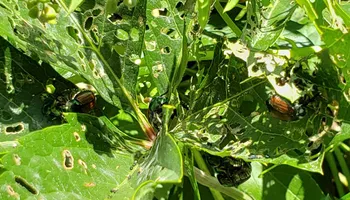 Tree Risk Consultation for Beetle Busters LLC in Centennial, CO