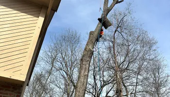 Tree Removal for Cross Family Tree Service in Kearney, MO