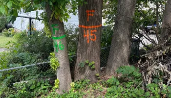 Tree Removal for Allstate Tree Service and Crane in Minneapolis, MN