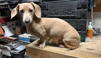 Landscape Installation for Falls Property Services  in Idaho Falls, ID