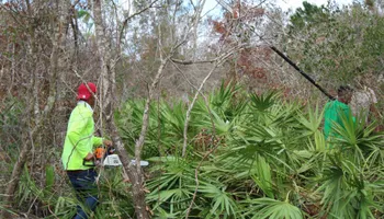 Tree Trimming for American Tree Masters in Alvin, TX