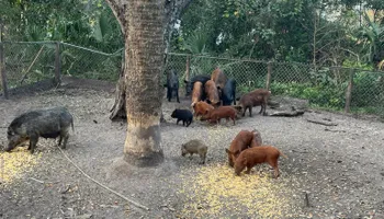 Hogs for North Brevard Wildlife Solutions in Mims, FL