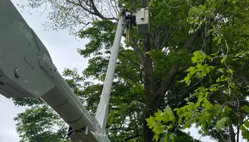 Tree Removal for Hennessey Tree & Landscape LLC in Oxford,  CT 