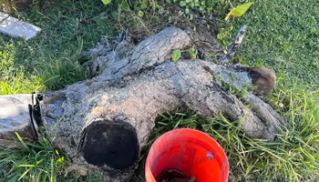 Stump Grinding for Busy Beaver Stump Removal, Inc in Clearwater, FL