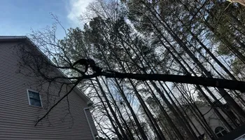 Tree Trimming for DIAZ TREE in Stafford, VA