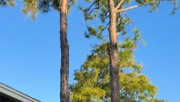 Tree Removal for Ryker's Tree Service in Dunedin, FL