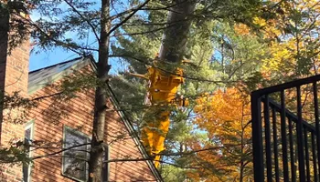Tree Removal for Abair Tree Service in Weare, NH