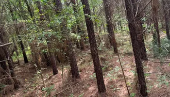 Land Clearing for A.P Land Management in Atlanta, Ga