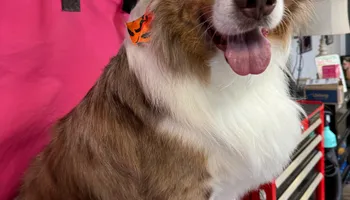 Bath for Curbside Clips Mobile Grooming in Roachdale, Indiana