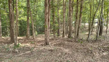 Land Clearing for 5 Star Land Management in Beech Bluff, TN
