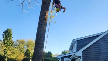 Tree Removal for Canopy Tree Service in Kenosha, WI