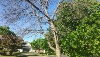Tree Removal for Big River lawn Care services and snow LLC in Wausau, WI
