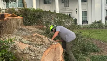 Tree Removal for Ryker's Tree Service in Dunedin, FL