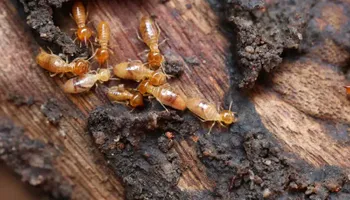 Residential Pest Control for All Pro Pest Control LLC in Banner, KY