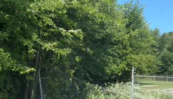 Tree Removal for Fransen's Tree Service  in Freeport, IL