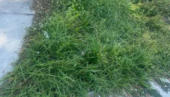 Fall Clean Up for Estrada All Pro Lawn Service in Auburndale, Florida