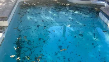 Pool Repairs and Remodels for Pool Queen Services in Del Rio, TX