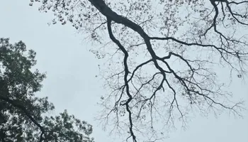 Tree Removal for Smith Tree Experts in Palmyra, VA