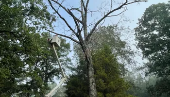 Tree Removal for Ross Family Tree Service LLC  in Hohenwald, TN