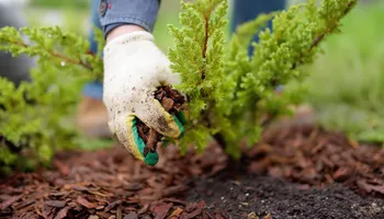 Softscaping Design & Installation for Mulch & Dig in West Bloomfield Township, MI