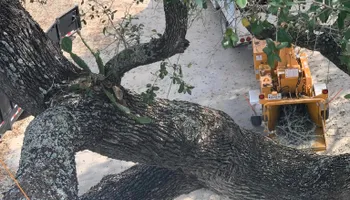 Tree Pruning for Braun Tree Service  in Floresville, Texas