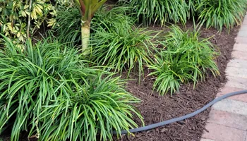 Tree Trimming & Removal for L & J Palm Tree & Lawn Care Services in Jupiter, FL
