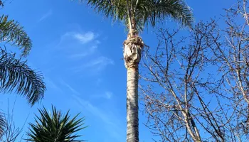 Tree Removal for Sammy's Tree Services in Sacramento, CA