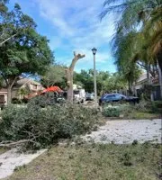 Tree Removal for ASAP Tree Service in Sebastian, FL