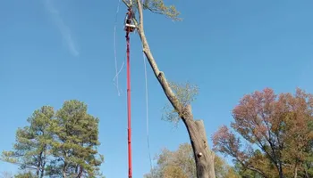 Tree Removal for Smith Tree Experts in Palmyra, VA