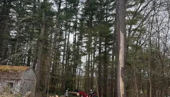 Tree Removal for Leaf and Limb in Townsend, MA