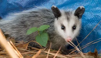 Residential Wildlife Control for The Critter Crew in DFW, TX