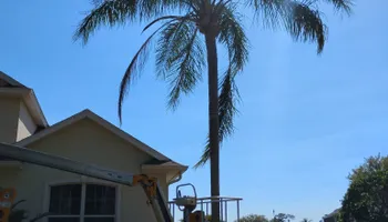 Tree Removal for Highlands Tree Service LLC in Avon Park, FL