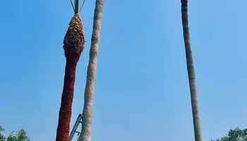 Tree Removal for Johnnys Pro Cutters in Corpus Christi, TX