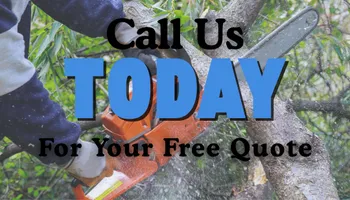  Tree Trimming and Removal for Blade Runner Landscapes in Austin, TX