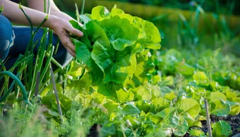 Lawn Mowing and Maintenance for Chief Lawn Care in Lee's Summit, MO