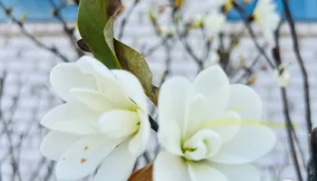 Erosion Control / Water Management for Christina King Landscape Design in Raleigh, NC