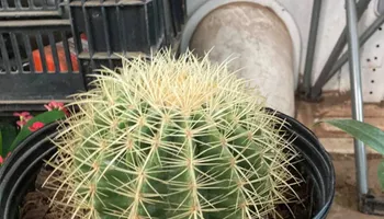 Plant Sales for S&R Landscaping and Nursery in Charlotte, NC