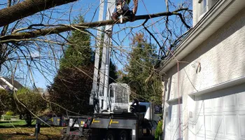 Tree Trimming & Removal for Freedom Outdoor Services in Glen Mills, PA