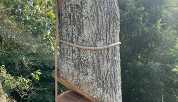Tree Removal for Tree Fellers in Sumner County, TN
