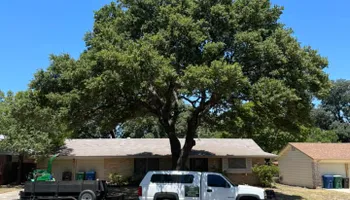 Tree Removal for Z’s Trees LLC in Grey Forest, TX