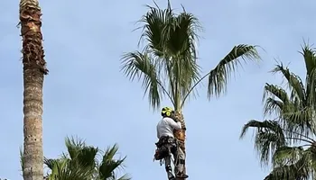 Tree Removal for Johnnys Pro Cutters in Corpus Christi, TX
