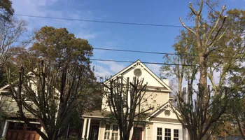 Tree Removal for Jason's Tree Service in Marlton, NJ