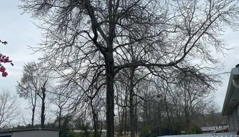 Tree Removal for Revival Tree Management in Chattanooga, TN