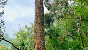 Tree Removal for Williams Tree Service LLC in Indianapolis, IN