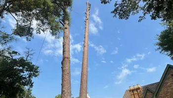 Tree Removal for JC Land and Tree Service in Kilgore, TX