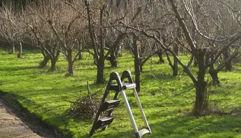 Tree Removal for All Tree Property Services in Charlotte, NC
