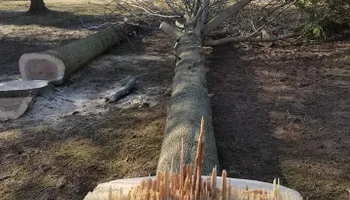 Tree Trimming & Removal for Freedom Outdoor Services in Glen Mills, PA