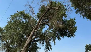 Tree Removal for Graham’s Tree Services in Pierce, CO