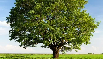 Tree Removal for Hawkins Tree Service & Land Management in Richmond Hill, GA